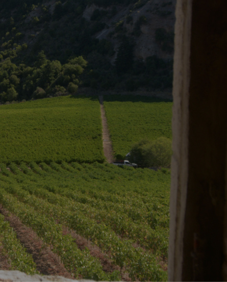 Cavino Vineyards