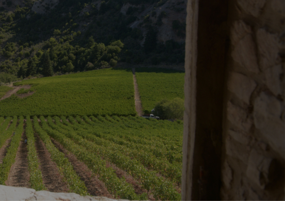 Cavino Vineyards
