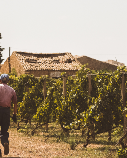 Azienda Agricola Cortese Vineyards