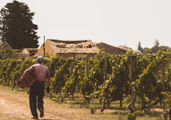 Azienda Agricola Cortese Vineyards