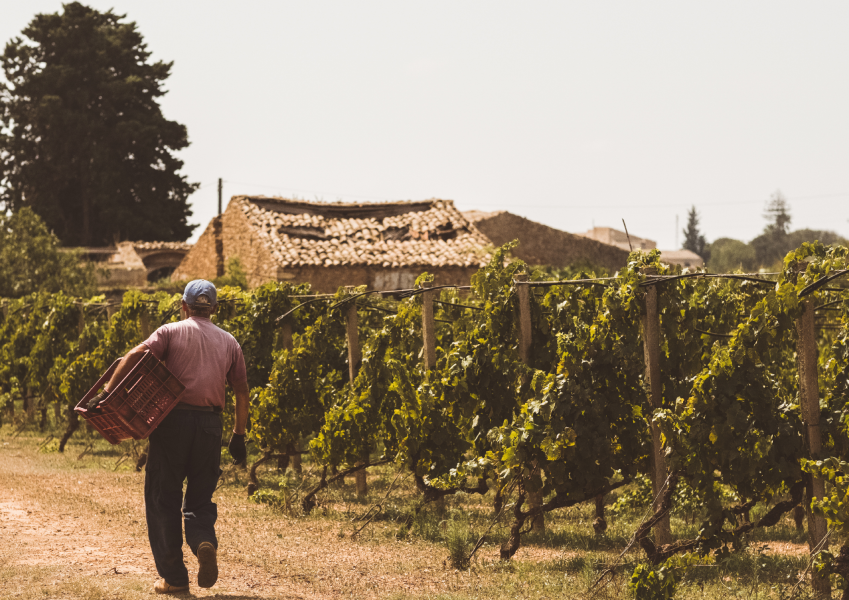 Azienda Agricola Cortese Vineyards
