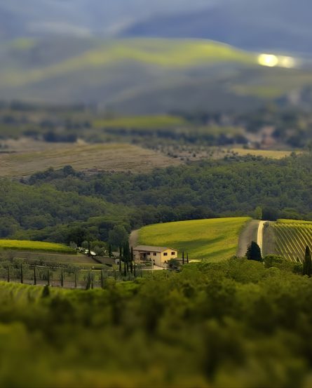 Geografico vineyards