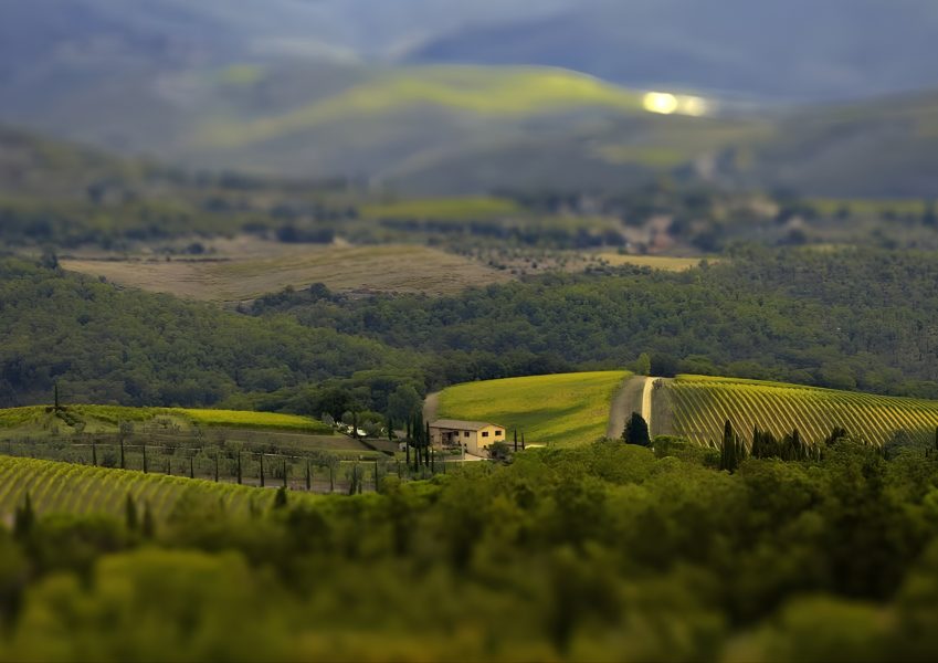 Geografico vineyards