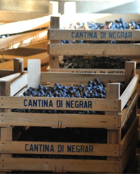 Cantina di Negrar grapes