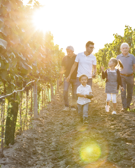 Salzl Seewinkelhof Vineyards