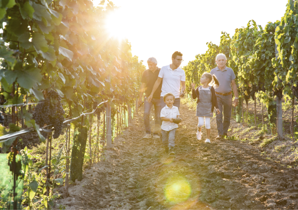 Salzl Seewinkelhof Vineyards