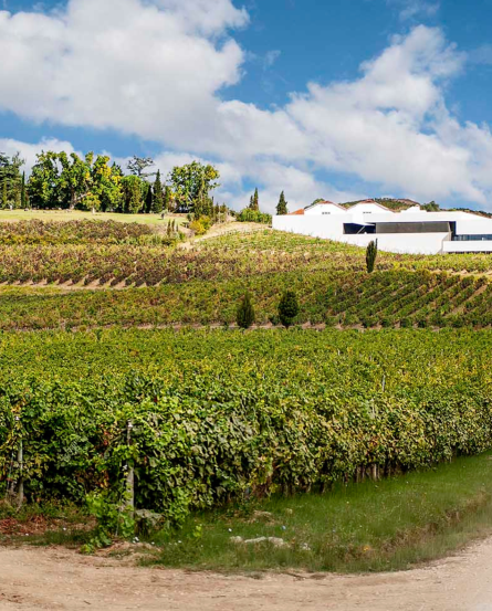Santos Lima Vineyards