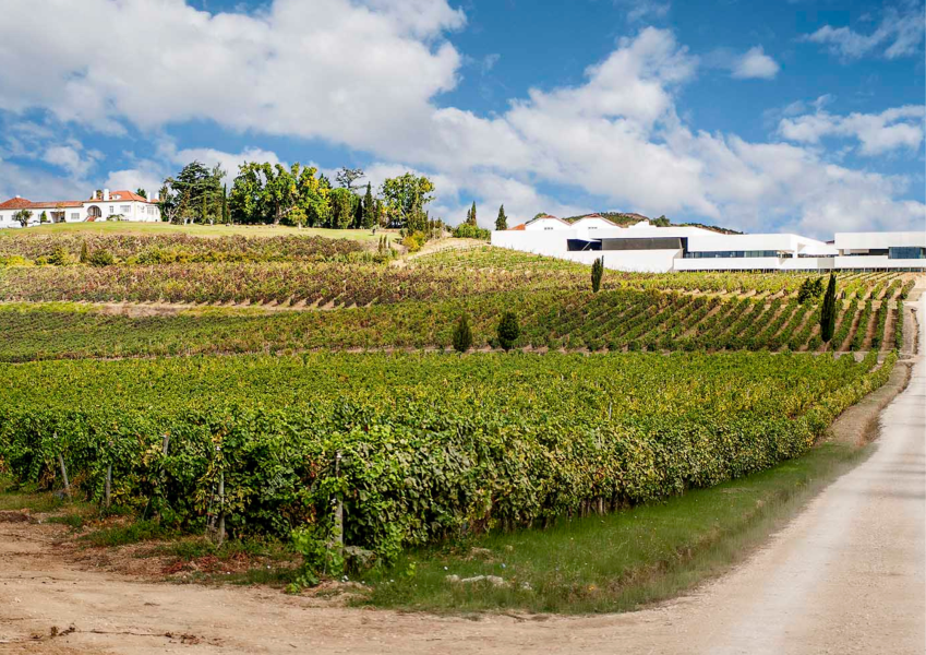 Santos Lima Vineyards