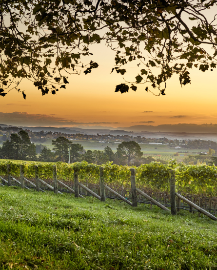 Te Awanga Estate