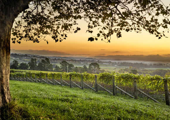 Te Awanga Estate
