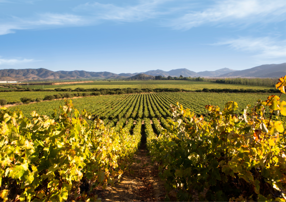 Ventisquero Wine Estates Winery