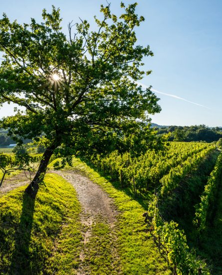 Borgo Conventi Vineyards 1