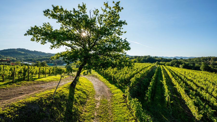 Borgo Conventi Vineyards 1